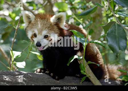 Porträt von einem rot oder kleinere Panda, Firefox (Ailurus Fulgens Fulgens), Heranwachsende Jungtier, aus Asien, China Stockfoto