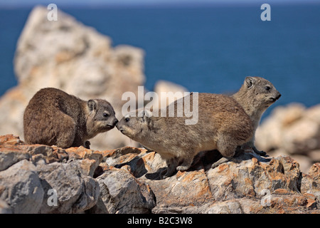 Cape Hyrax oder Rock Hyrax (Procavia Capensis), Erwachsene, auf einem Felsen, Gruppe, Sozialverhalten, Südafrika Stockfoto