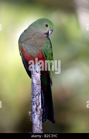 Australische King Parrot (Alisterus Scapularis), Erwachsene, Frau, Australien Stockfoto