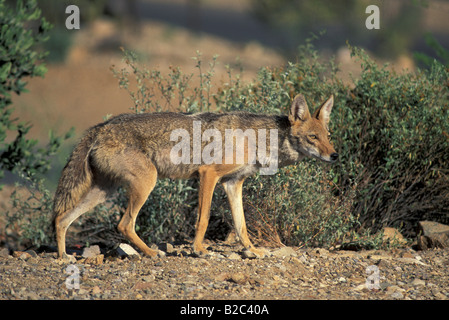 Kojote oder Präriewolf (Canis Latrans), Erwachsener, Sonora-Wüste, Arizona, USA Stockfoto