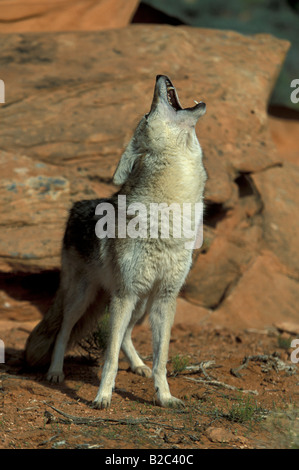 Kojote oder Präriewolf (Canis Latrans), Erwachsene, Männlich, heulen beim stehen auf einem Felsen, Sonora-Wüste, Arizona, USA Stockfoto