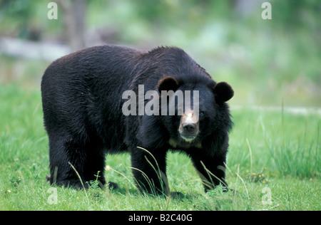 Asiatische oder tibetischen Schwarzbär, Mond tragen (Ursus Thibetanus), Erwachsener, ursprünglich aus Asien Stockfoto