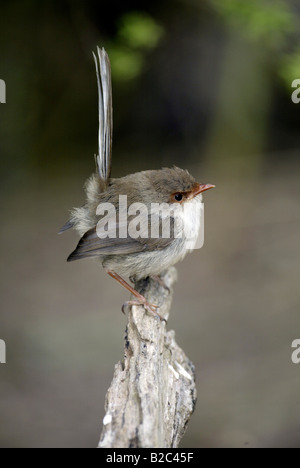 Hervorragende Fairy-Wren oder herrlichen Blau-Zaunkönig (Malurus Cyaneus), Erwachsene, Frau, Australien Stockfoto