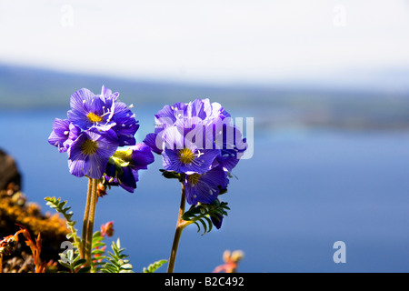 Boreal Jacobs Ladder (Polemonium Boreale), Kathleen Lake am Rücken, Yukon Territorium, Kanada Stockfoto