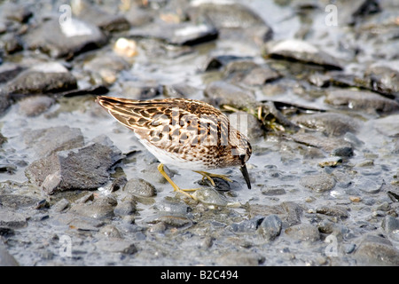 Wenigsten Strandläufer (Calidris Minutilla), Prince William Sound, Alaska, USA Stockfoto