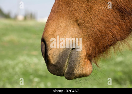 Braune Pferdekopf vor grünen Wiese, Schnauze Stockfoto