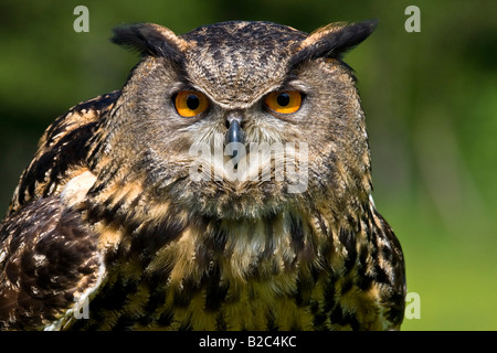 Eurasische Adler-Eule (Bubo Bubo), portrait Stockfoto