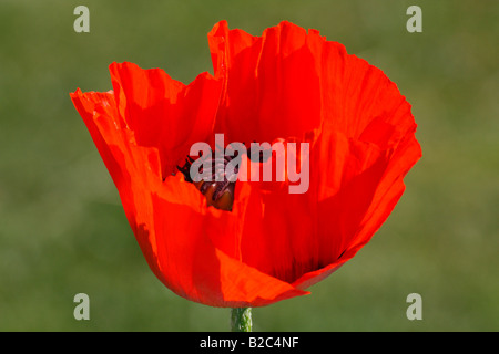 Blühende orientalische Mohn (Papaver Orientale), rote Blüte Stockfoto