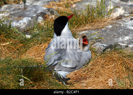 Küstenseeschwalbe (Sterna Paradisaea) mit Weinen Küken im Nest, Schleswig Holsteinsches Nationalpark Wattenmeer, Nordseeküste Stockfoto