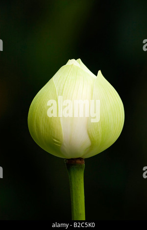 Blauer Lotus, indischer Lotus oder Heilige Lotus (Nelumbo Nucifera) aus Indien Stockfoto