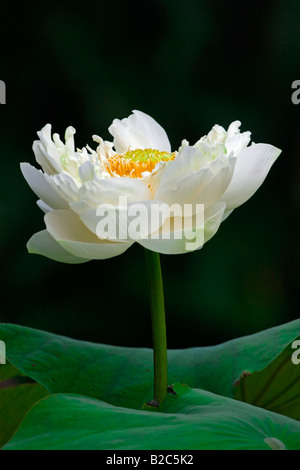 Tiger Lotus oder ägyptischen Weiße Seerose (Nymphaea Lotus) aus Ägypten Stockfoto