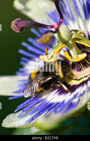 Vertikale Makro eine große Hummel "Bombus" Sammeln von Pollen vom Zentrum eine Passionsblume. Stockfoto