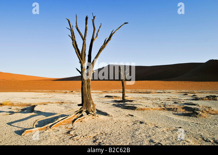 Tote Bäume auf trockenen Lehmboden Deadvlei, Namib-Wüste, Namibia, Afrika Stockfoto