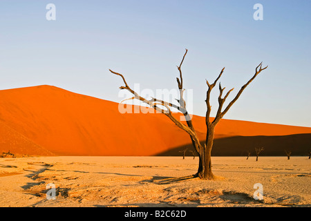 Tote Bäume auf trockenen Lehmboden Deadvlei, Namib-Wüste, Namibia, Afrika Stockfoto