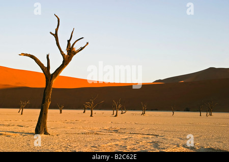 Tote Bäume auf trockenen Lehmboden Deadvlei, Namib-Wüste, Namibia, Afrika Stockfoto