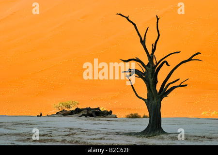 Tote Bäume auf trockenen Lehmboden Deadvlei, Namib-Wüste, Namibia, Afrika Stockfoto