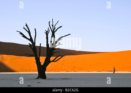 Tote Bäume auf trockenen Lehmboden Deadvlei, Namib-Wüste, Namibia, Afrika Stockfoto