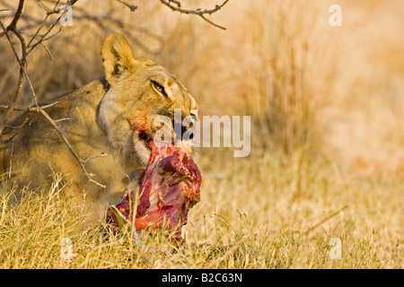 Löwin (Panthera Leo) Fütterung auf gefangen Springbok (Antidorcas Marsupialis), Beute, Nxai Pan Nationalpark Makgadikgadi Pfannen Stockfoto