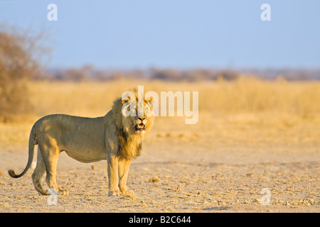 Löwe (Panthera Leo), Nxai Pan, Makgadikgadi Pans Nationalpark, Botswana, Afrika Stockfoto