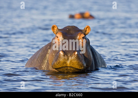 Flusspferde oder Flusspferde (Hippopotamus Amphibius), Chobe River, Chobe Nationalpark, Botswana, Afrika Stockfoto