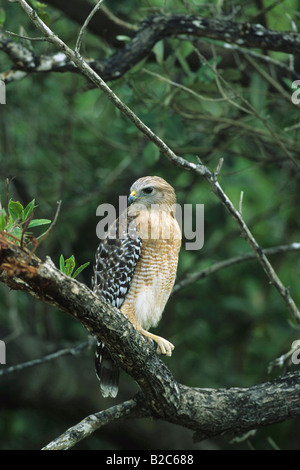 Rot-geschultert Habicht, (Buteo Lineatus), Florida, USA Stockfoto