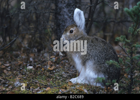 Schneeschuh-Hasen oder Varying Hase (Lepus Americanus), ändern, um weißes Winterfell, Denali National Park, Alaska, USA Stockfoto