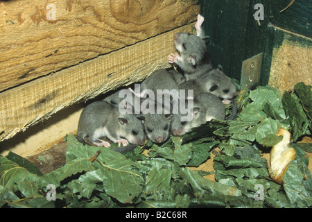 Essbare Siebenschläfer oder Fett Siebenschläfer (Glis Glis), Jungtiere, blind, 20 Tage alt Stockfoto