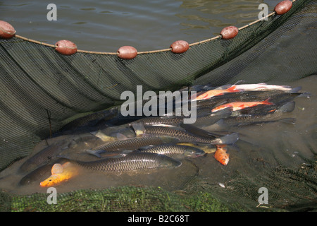 Süßwasser Fisch im Netz, Graskarpfen oder weiße Amur (Ctenopharyngodon Idella), Schleien oder Arzt (Tinca Tinca), Ide oder Orfe (L Stockfoto