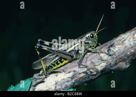 Großen Marsh Grasshopper (Mecostethus Grossus) Stockfoto