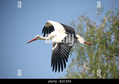 Weißstorch (Ciconia Ciconia), fliegen Stockfoto