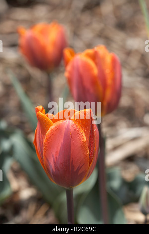 Wassertropfen auf rote Tulpen (Tulipa) nach Regen, Kärnten, Österreich, Europa Stockfoto