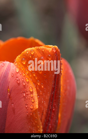 Wassertropfen auf eine rote Tulpe (Tulipa), Makro-Bild, Kärnten, Austria, Europe Stockfoto