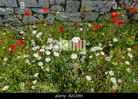 Mohn (Papaver) und Oxeye Margeriten (Leucanthemum), Blumenwiese in Berat Festung, UNESCO World Heritage Site, Albanien, Europa Stockfoto