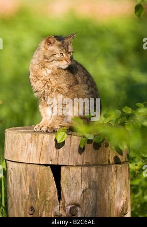 Wildkatze (Felis Silvestris) Stockfoto