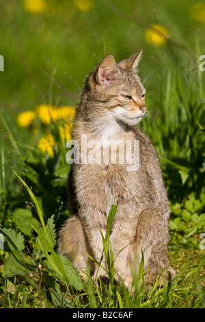 Wildkatze (Felis Silvestris) Stockfoto