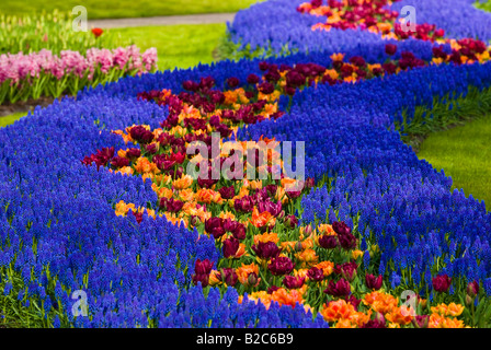 Gärten, Grape Hyacinth (Muscari Armeniacum) und Tulpen (Tulipa) in Keukenhof, Holland, Niederlande, Europa Stockfoto