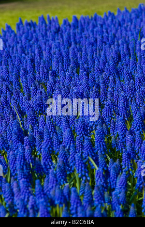 Grape Hyacinth (Muscari Armeniacum), Keukenhof, Holland, Niederlande, Europa Stockfoto