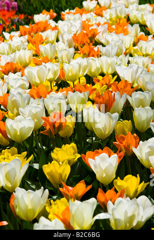 Tulpen (Tulipa), Keukenhof, Holland, Niederlande, Europa Stockfoto