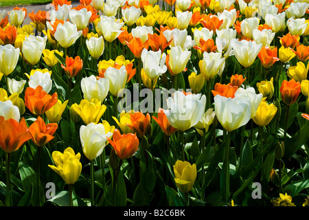 Tulpen (Tulipa), Keukenhof, Holland, Niederlande, Europa Stockfoto