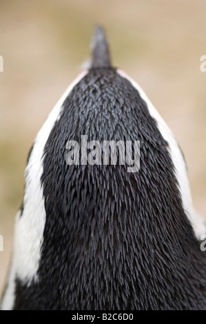 Afrikanische Pinguin, Black-footed Pinguin oder Jackass-Pinguin (Spheniscus Demersus), Hinterkopf Stockfoto