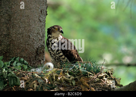 Honig-Bussard (Pernis Apivorus), Hawk-Familie, Weiblich auf dem Horst mit kleinen Jungen Stockfoto