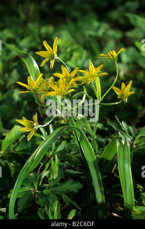 Gelbe Star-of-Bethlehem (Gagea Lutea), Liliaceae Familie Stockfoto