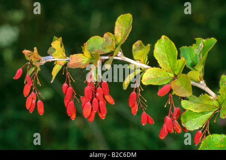 Europäische Berberitze (Berberis Vulgaris), Berberidaceae Familie, Früchte im Spätsommer Stockfoto