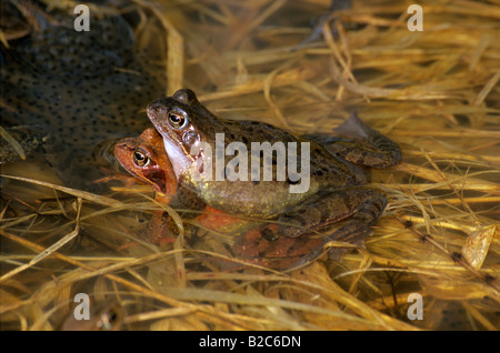 Gemeinsamen Frosch oder europäischen Grasfrosch (Rana Temporaria), Ranidae Familie, laichen paar Stockfoto