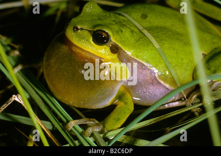 Männliche Europäische Laubfrosch (Hyla Arborea), Familie Hylidae, sitzen im Wasser, Quaken Stockfoto