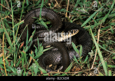 Ringelnatter oder beringt Schlange (Natrix Natrix), Colubridae Familie Stockfoto