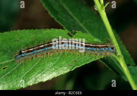 Lakai Moth (Malocosoma Neustrien), Lasiocampidae Familie, Erwachsene Raupe Stockfoto