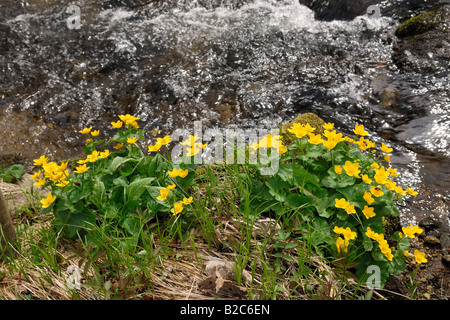 Marsh Marigold, Sumpfdotterblumen (Caltha Palustris) wächst von einem Bach in der Nähe von Schoefweg, Bayerischer Wald, Bayerischer Wald, Bayern Stockfoto