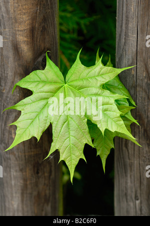Junge japanische Ahorn (Acer Palmatum) durch einen Lattenzaun, Fischbachau, Oberbayern, Deutschland, Europa wächst Stockfoto