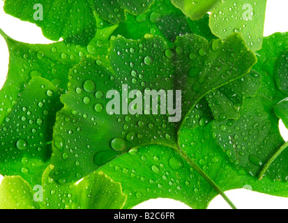 Der Ginkgo (Ginkgo Biloba) bedeckt mit Wassertropfen Stockfoto